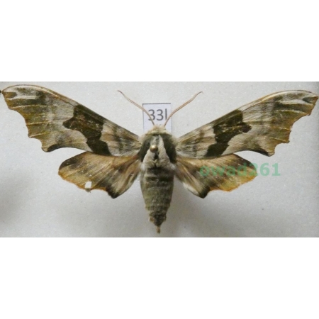 Mimas tiliae (Linnaeus, 1758) Poland33l